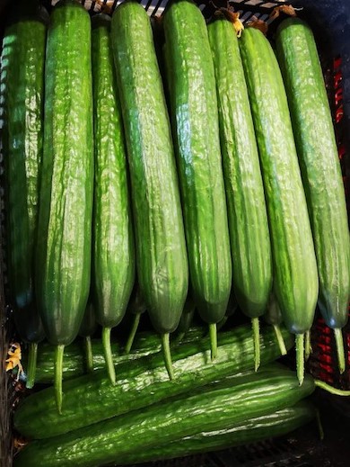 Kígyó uborka 1 Kígyó uborka 1